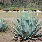 PARCO DEL POLLINO - La flora del Parco: l'Aloe