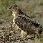 ANIMALI DEL PARCO  -  Falco pecchiaiolo - Pernis apivorus