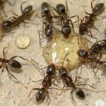 Trucchi  per "combattere" le formiche