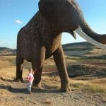 BASILICATA - - Emersi i resti  di un elefante preistorico
