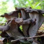 I funghi: Trombetta di morto
