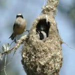 Dove fanno il nido gli uccelli?