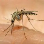 ZANZARE - «Ogni anno milioni di persone muoiono a causa di patogeni e parassiti trasmessi da questi insetti»